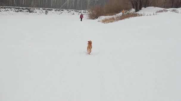 Hund med ägare och flicka promenad genom vinter vit snö i skogen. — Stockvideo