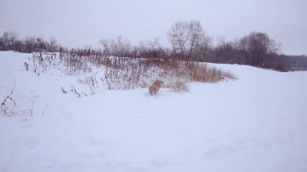 Perro de caza está buscando un rastro de animales en la nieve en el bosque de invierno — Vídeos de Stock