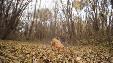 av köpeği sonbahar ormandaki ayak izi arıyor. Ağır çekim.