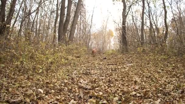 Dog runs along road between trees along autumn leaves. — Stock Video