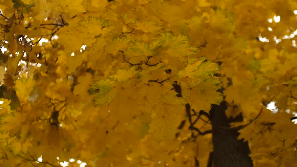 Las hojas amarillas otoñales se balancean en el viento. Movimiento lento . — Vídeo de stock