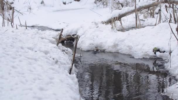 Veloce, scorre il ruscello primaverile, offuscando la neve bianca . — Video Stock