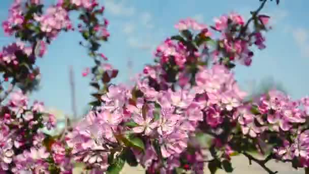 Röda blommor av äppelträd på bakgrund av blå himmel skakar vind våren Park, bin pollinerar det blommande äppelträdet — Stockvideo