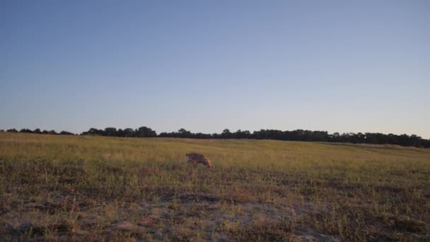 狩猎狗跑在公园在草坪上, 慢动作 — 图库视频影像