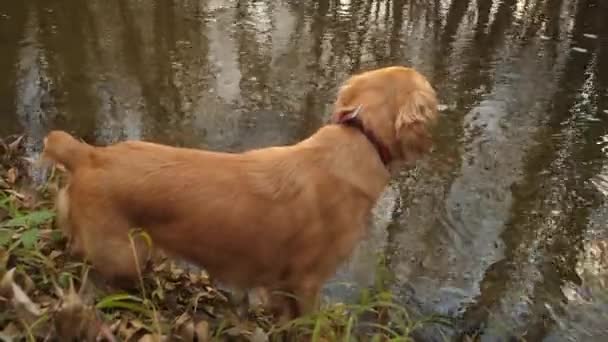 狩猟犬は初秋に水の近くの公園で散歩します。. — ストック動画