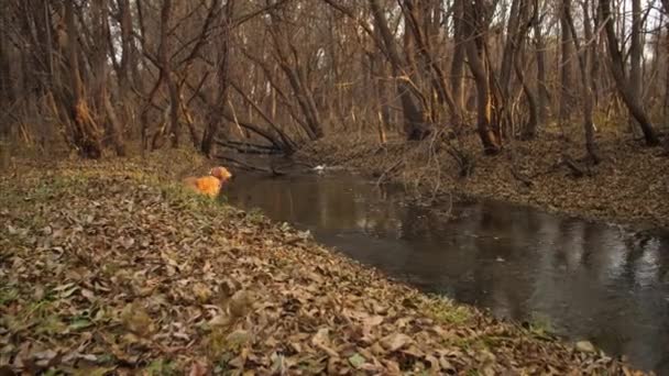 Jagdhund geht im Frühherbst im Park am Wasser spazieren. — Stockvideo