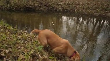 Av köpeği su parkı erken sonbaharda yürür.