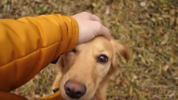Hond stak zijn neus in cameralens, eigenaar streelt honden hand. — Stockvideo