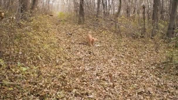Czerwone włosy psa biegnie wzdłuż liści w parku jesień. — Wideo stockowe