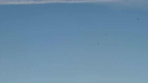 Флокс птиц летит в голубом небе — стоковое видео