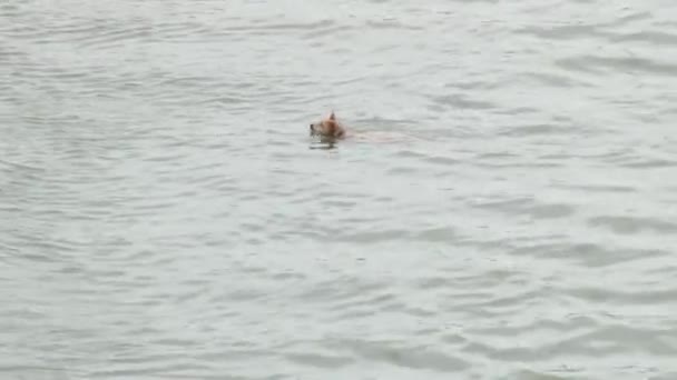 Cane galleggia nel fiume molto rapidamente — Video Stock