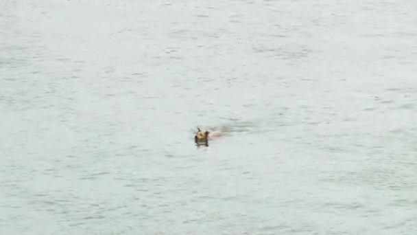 Hund schwimmt sehr schnell im Fluss — Stockvideo