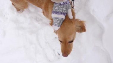 Av köpeği kafasına sahibi tarafından soğuk ve Ayaz gününde okşadı. Kar yağıyor. Snowstorm.Slow hareket.