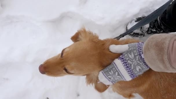 主人, 抚摸着他的狗的头, 走在街上。冬天.暴风雪.慢动作. — 图库视频影像