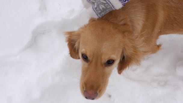 Buen perro es acariciado en la cabeza por el propietario, en el día frío y helado. Nieva. El invierno. Moción lenta . — Vídeo de stock