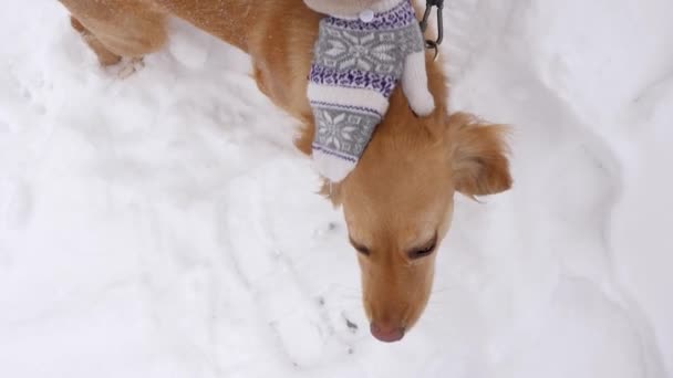 在寒冷和严寒的日子里, 猎狗被主人拍到头上。下雪.暴风雪慢动作. — 图库视频影像