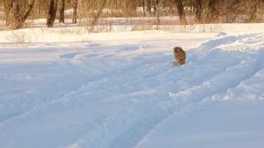 Güzel, neşeli ve nazik altın köpek, kışın bir parkta beyaz snowdrifts yoluyla çalışır. Ağır çekim.