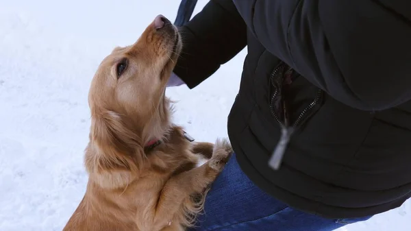 Herrchen streichelt Hund am Kopf. — Stockfoto