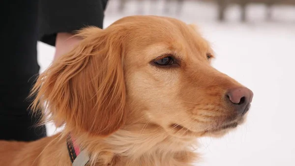 Épagneul chien de chasse . — Photo