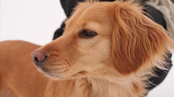 Spaniel pies myśliwski. — Zdjęcie stockowe