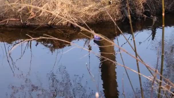 Kék papír hajó vitorlák, a folyó mentén. — Stock videók