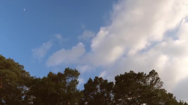 Σύννεφα πετούν γρήγορα πέρα από τον ουρανό πάνω από το δάσος — Αρχείο Βίντεο