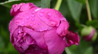 Kırmızı Şakayık bud çiy damlaları, bahçede çiçek ile yakın çekim