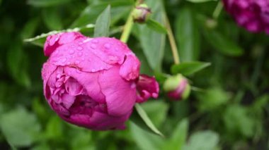 Kırmızı Şakayık bud çiğ damlaları ile bahçede çiçek