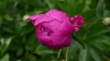 Kırmızı Şakayık bud çiy damlaları, Çiçek Bahçe ile Rüzgar sallıyor