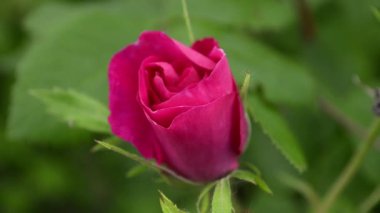 Bahçe rüzgarla, sallanan içinde kırmızı gül Bud yakın çekim