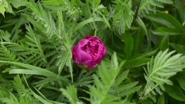 Peony çiçek parkta yaz aylarında çiçek açan