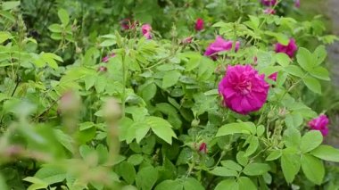 Kırmızı çiçek açan Şakayık bush, yaz Bahçe en güzel çiçekler