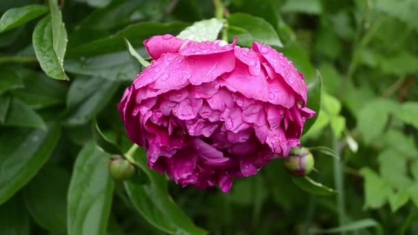 Piros pünkösdi rózsa virág a harmat csepp eső, után a Park gyönyörű virágok — Stock videók