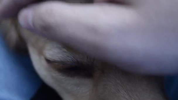 Il proprietario accarezza il cane sulla testa . — Video Stock