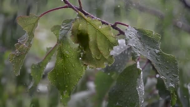 Сильный ветер и дождь снаружи окна, ураган качается деревья, капли дождя падают на листья дерева — стоковое видео