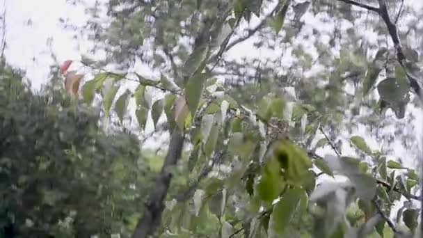 Ветер и дождь за окном, ветер трясет деревья, капли дождя падают на листья дерева — стоковое видео