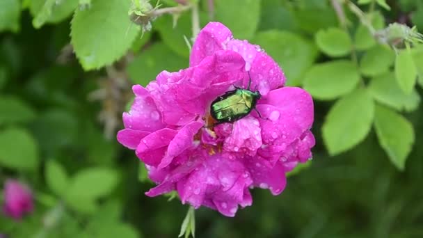 Cockchafer dopo pioggia striscia in fiore di peonia rosso, bel fiore con gocce d'acqua — Video Stock