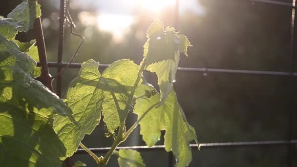 Floraison de la vigne au soleil — Video