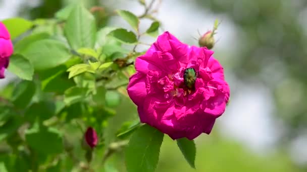 Cockchafer crawls in a red beautiful peony flower — Stock Video