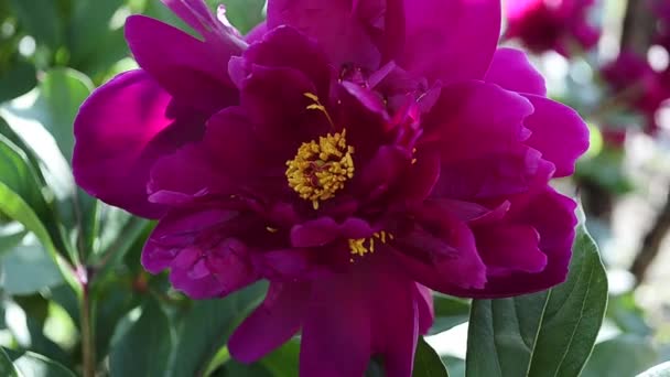 Червона квітуча півонія в садових гойдалках на вітрі — стокове відео