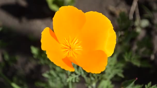 Keltainen kaunis kukka puutarhassa, heiluva tuuli, lähikuva . — kuvapankkivideo
