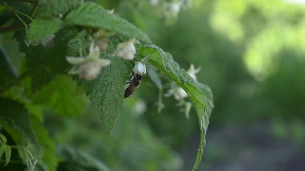 Abeille pollinisant une fleur de framboise — Video