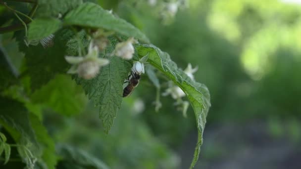 Abeja polinizando una flor de frambuesa — Vídeos de Stock