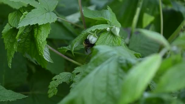 Raspberry bestuiving door insecten, bijen verzamelt nectar uit een raspberry bloem — Stockvideo