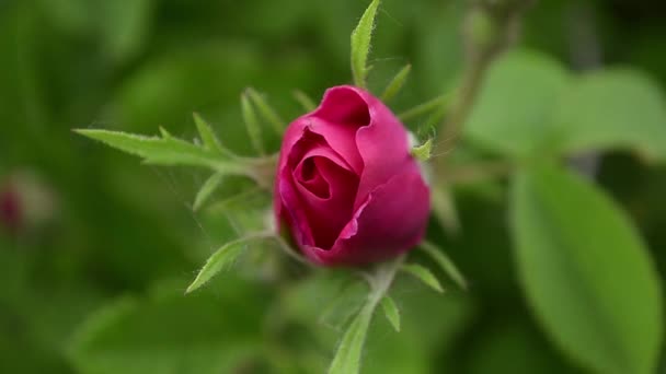 Vermelho rosa Bud no jardim balançando com o vento — Vídeo de Stock