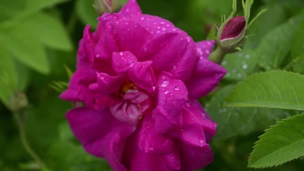 Röd pion blomma med droppar av dagg i trädgård, närbild — Stockvideo