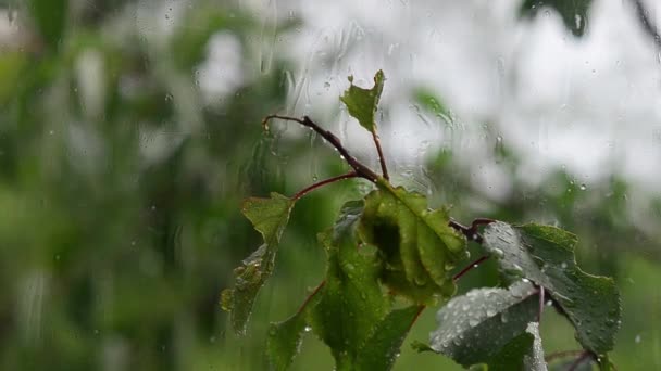 Viento y lluvia fuera de la ventana, gotas de lluvia caen sobre las hojas del árbol, de cerca — Vídeo de stock