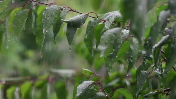 Wind en regen buiten raam, druppels regen vallen op de bladeren van de boom — Stockvideo