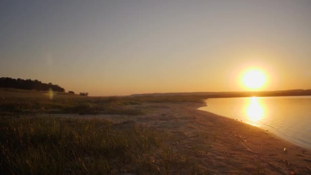 Mooie hond draait op het strand bij zonsondergang — Stockvideo