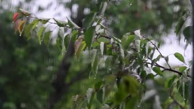 damla yağmur yağmaya ağaç, Rüzgar ve yağmur pencere dışında yapraklarda, ağaçlar rüzgar sallıyor